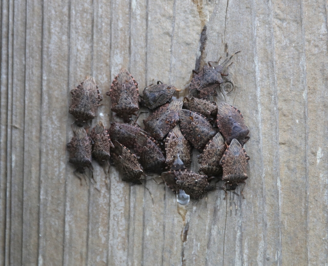 暖かいところが好きなカメムシたち