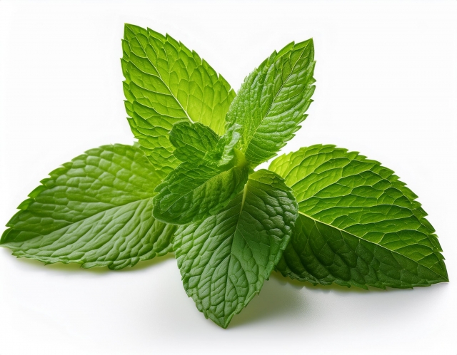 カメムシが苦手なミント