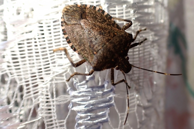 カメムシの洗濯物対策